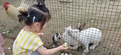 -上美四季动物农场