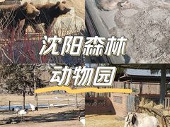 -沈阳森林动物园