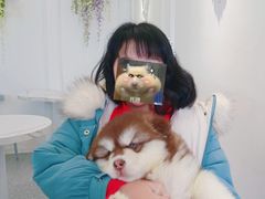 -Let's go狗咖·猫咖·奶狗·桌游(春熙路IFS店)