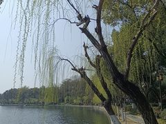 -月湖风景区