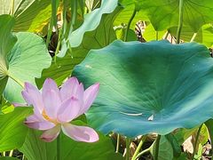 -莲花池公园