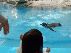 -帝企鹅自助餐厅•儿童岛•真企鹅(长隆企鹅酒店)