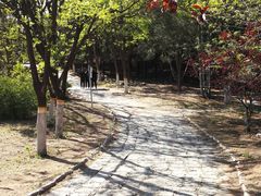 -云岗森林公园