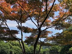 -西湖外事游船(花港观鱼码头)