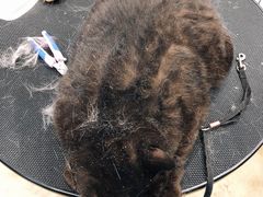 -熊小胖宠物生活馆(天华园店)