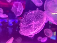 -上海海昌海洋公园