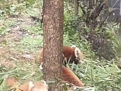 -都江堰中华大熊猫苑