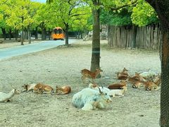 -上海野生动物园