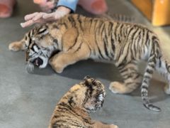 -大连森林动物园