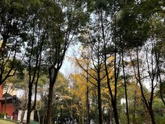 -重庆市江北嘴中央商务区中央公园