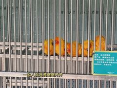 -东部华侨城