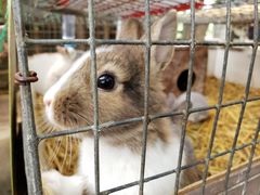 -宫城藏王狐狸村