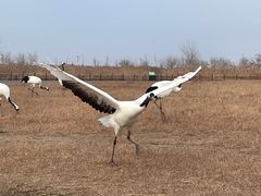 -盐城丹顶鹤湿地生态旅游区