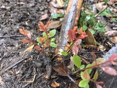 -午潮山国家森林公园