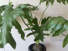 -金典银峰老鹅馆·昆山菜(亭林公园店)
