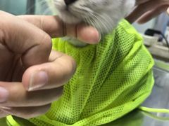 -艾吉宠物医院·疑难杂症转诊中心·猫友好(碧江路院)