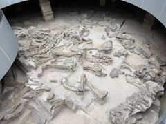 -自贡恐龙博物馆