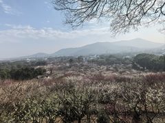 -香雪海