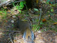 -青峰峡国家森林公园
