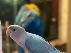 -吉丁鸟咖·异宠·寄养