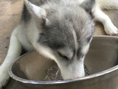 -TrueLove @ Neverland (Husky Cafe)