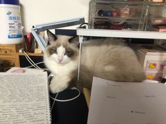 -爱侣宠医·鹦鹉专科·小型哺乳类·异宠专科(灵石路店)