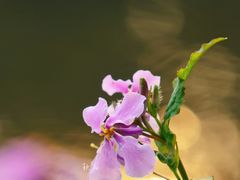 -茅家埠
