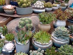 -双季花艺园艺市场(浦东店)