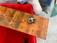 -阳澄湖大闸蟹·琼灵阁牌品牌连锁(吴中总店)