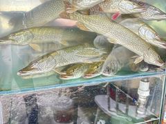 -煲来饱去冷水鱼