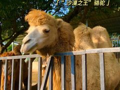 -泉州海丝野生动物世界