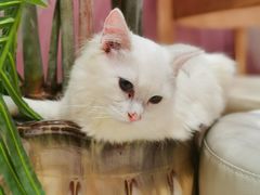 -藏猫猫咖啡主题馆(中央大道店)