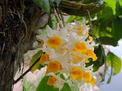 -松山湖梦幻百花洲