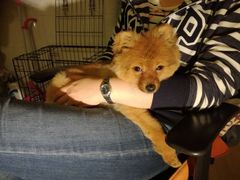-1013 PET SHOP 宠物商店(近铁城市广场店)