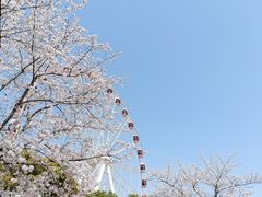 -顾村公园