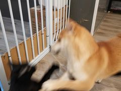 -浣熊柯尔鸭土拨鼠·电玩咖