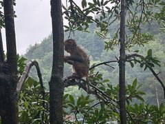 -黔灵山公园