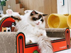 -COLOR PETS 撸猫馆·购猫·猫咖(长风大悦城店)