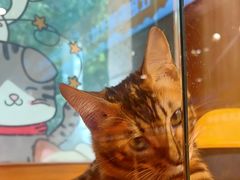 -欣宠猫屋·矮脚拿破仑·蓝金金渐层