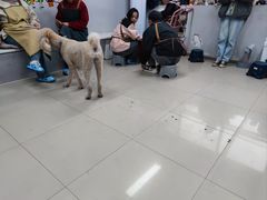 -汪说·狗咖(旺城大厦店)