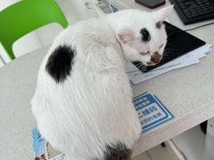 -佳雯宠物医院·皮肤科·内外科(春晓路分院)