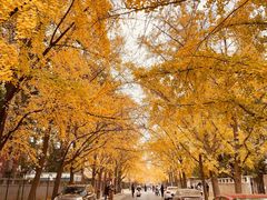 -三里屯东五街银杏大道