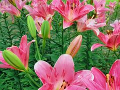 -花开海上生态园