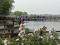 -鹅湖玫瑰文化园