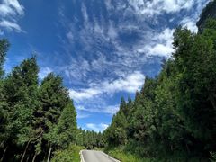 -重庆睡佛山森林公园