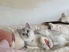 -喵zoo家庭繁育猫舍(尖东智能花园店)