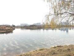 -洋湖国家湿地公园