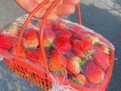 -建德果蔬乐园绪塘草莓基地