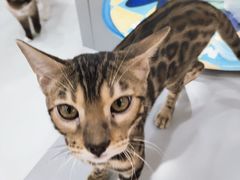 -糯米喵星人·撸猫猫舍咖啡馆(西市场嘉华店)