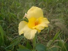iphone_upload_pic-漕湖湿地公园